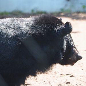 Asiatic Black Bear (Ursus thibetanus), 2021-09-02