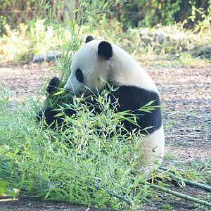 Giant panda (Ailuropoda melanoleuca) Tian Bao, 2021-09-03
