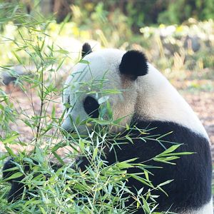 Giant panda (Ailuropoda melanoleuca) Tian Bao, 2021-09-03