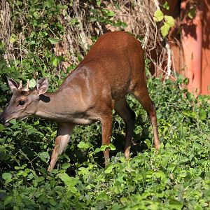 Red Brocket (Mazama americana rufa) or (Mazama rufa)
