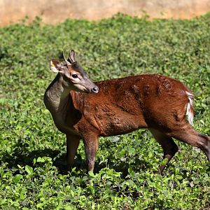 red brocket (Mazama americana)