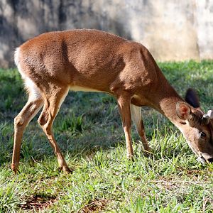 Llanos White-tailed Deer (Odocoileus virginianus cariacou)