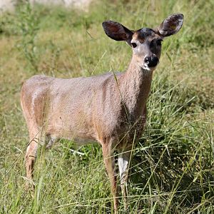 Llanos White-tailed Deer (Odocoileus virginianus cariacou)