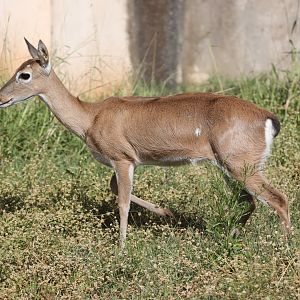 Pampas deer (Ozotoceros bezoarticus)