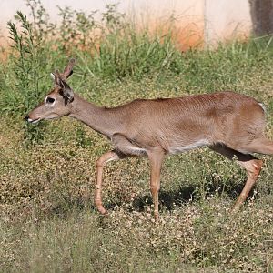 Pampas deer (Ozotoceros bezoarticus)