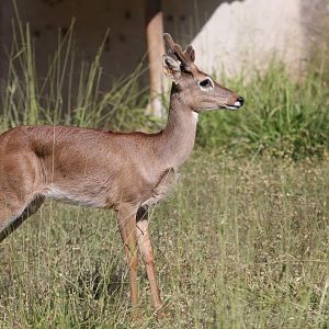 Pampas deer (Ozotoceros bezoarticus)
