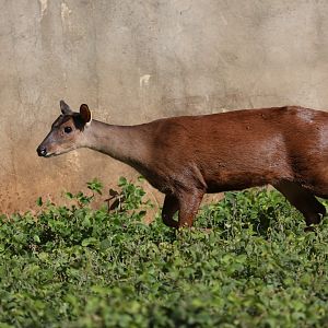 small red brocket (Mazama bororo)