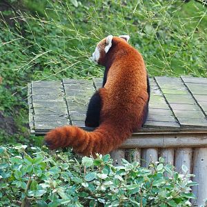 Nepalese red panda (Ailurus fulgens), 2021-09-03