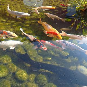 Koi (Cyprinus rubrofuscus) and Unidentified/Unsigned sturgeon (Acipenser species), 2021-09-03