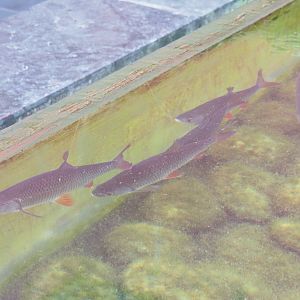 Common roaches (Rutilus rutilus), 2021-09-03