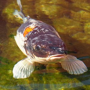 Koi (Cyprinus rubrofuscus), 2021-09-03