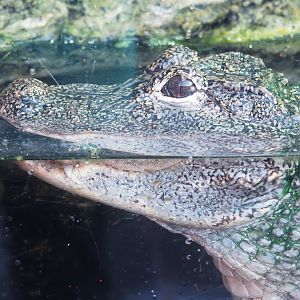 Chinese alligator (Alligator sinensis), 2021-09-03