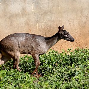 Amazonian brown brocket (Mazama nemorivaga)