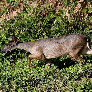 Amazonian brown brocket (Mazama nemorivaga)