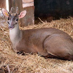 Amazonian brown brocket (Mazama nemorivaga)