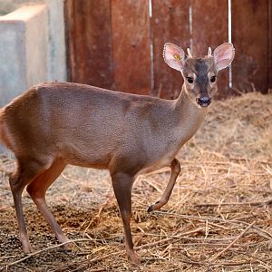 gray brocket (Mazama gouazoubira)