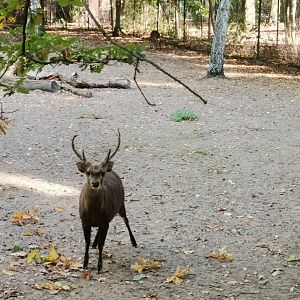 Bawean deer