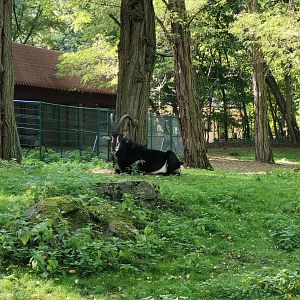 Black Sable Antelope