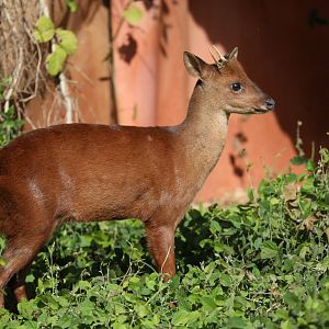 pygmy brocket (Mazama nana)