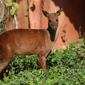 pygmy brocket (Mazama nana)