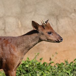 pygmy brocket (Mazama nana)