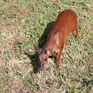 pygmy brocket (Mazama nana)