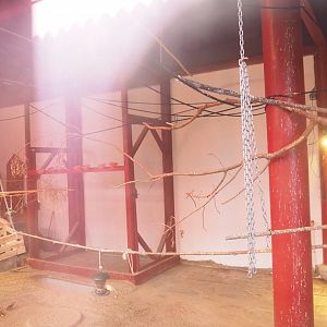 Domestic canary indoor aviary, 2021-09-03