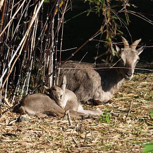 Himalayan bharal (Pseudois nayaur) ewe with lamb, 2021-09-03