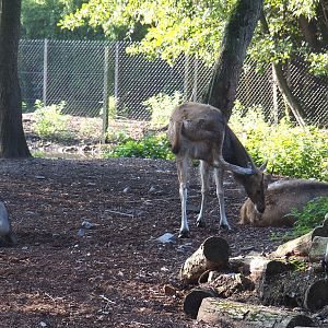 Pere David's deer (Elaphurus davidianus), 2021-09-03