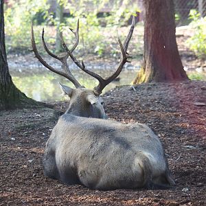 Pere David's deer (Elaphurus davidianus), 2021-09-03