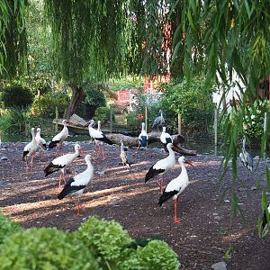 European white storks (Ciconia ciconia) and Wild grey herons (Ardea cinerea) queuing for breakfast, 2021-09-03