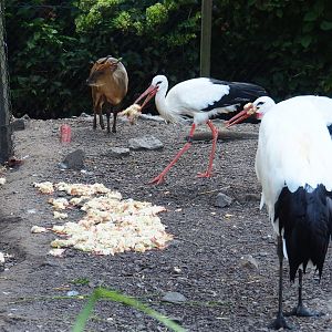European white storks (Ciconia ciconia) helping themselves to one-day chick breakfast, 2021-09-03