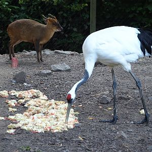 Red-crowned crane (Grus japonensis) helping itself to one-day chick breakfast, 2021-09-03