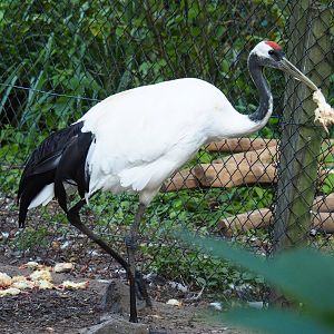 Red-crowned crane (Grus japonensis) with one-day chick breakfast, 2021-09-03