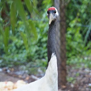 Red-crowned crane (Grus japonensis), 2021-09-03