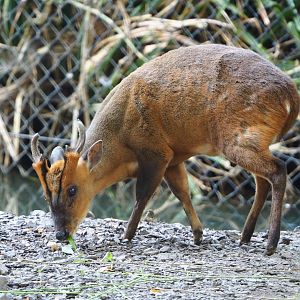 Reeves's muntjac (Muntiacus reevesi), 2021-09-03