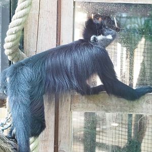 François' langur (Trachypithecus francoisi), 2021-09-03