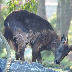 Central Chinese goral (Naemorhedus griseus arnouxianus), 2021-09-03