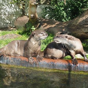 Indochinese smooth-coated otters (Lutrogale perspicillata perspicillata), 2021-09-03
