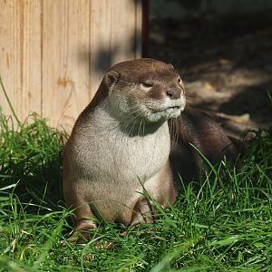 Indochinese smooth-coated otter (Lutrogale perspicillata perspicillata), 2021-09-03