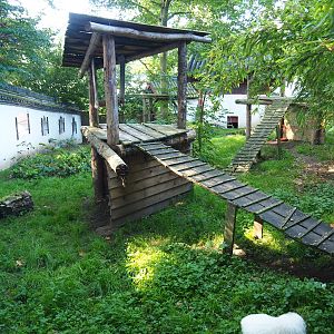 Raccoon dog exhibit, 2021-09-03