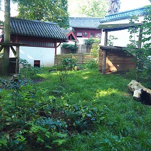 Raccoon dog exhibit, 2021-09-03