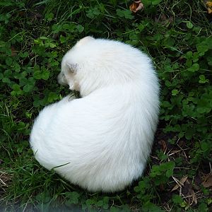 Leucistic raccoon dog (Nyctereutes procyonoides), 2021-09-03