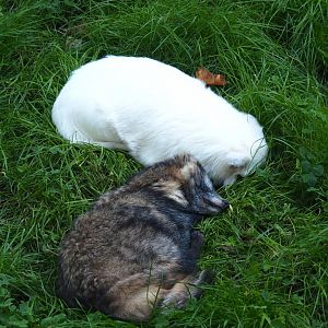 Raccoon dogs (Nyctereutes procyonoides), normal and leucistic, 2021-09-03
