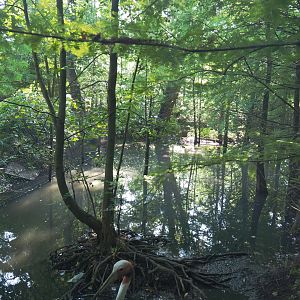 Indian sarus crane exhibit, 2021-09-03