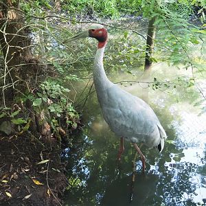 Indian sarus crane (Antigone antigone antigone), 2021-09-03