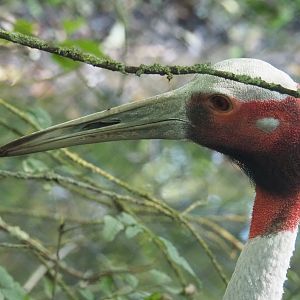 Indian sarus crane (Antigone antigone antigone), 2021-09-03