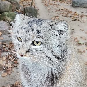 Siberian Manul