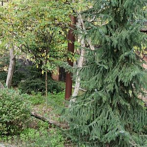 Amur Leopard Cat exhibit