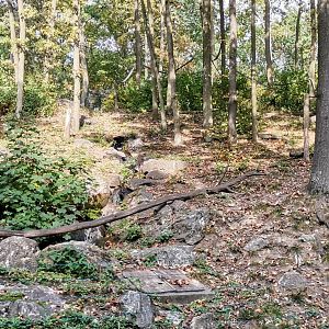 Japanese Macaque exhibit